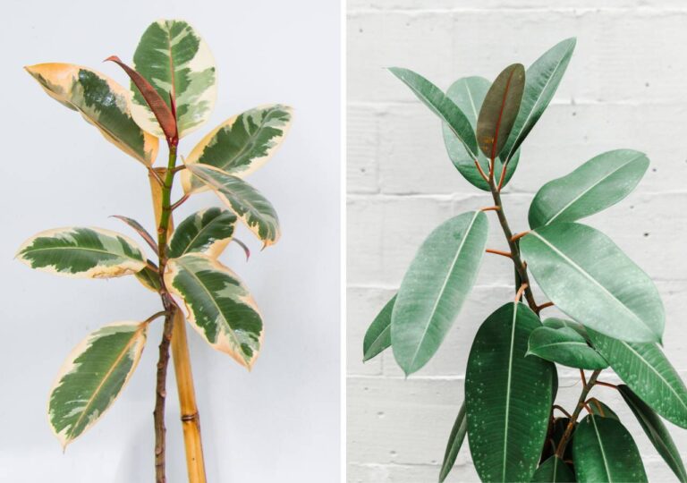 Fikus sprężysty, który traci liście