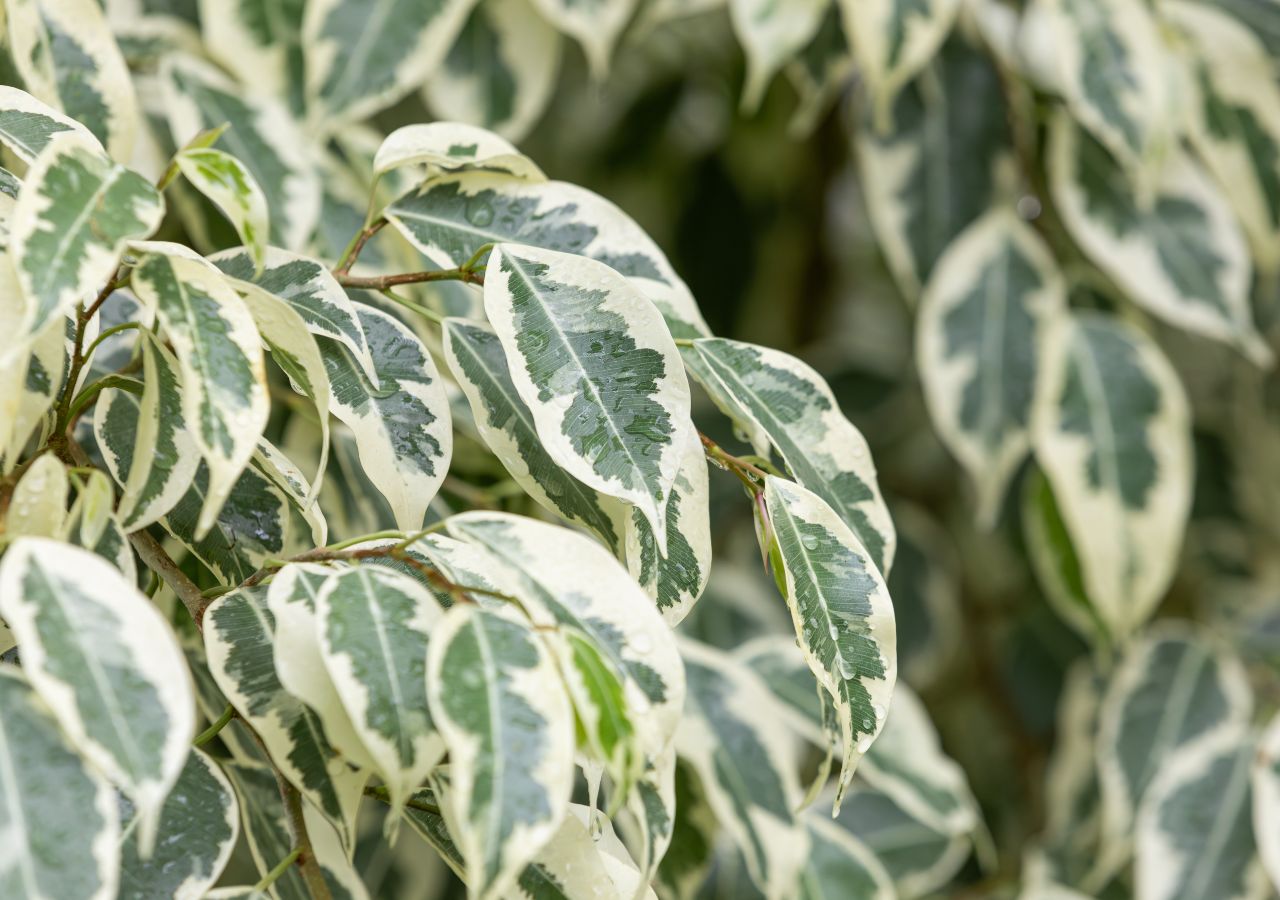Liście fikusa benjamina w odmianie dwubarwnej