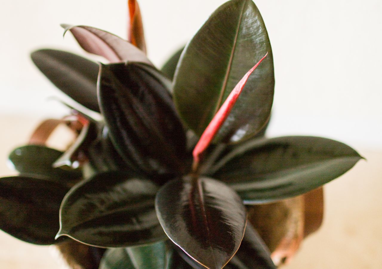 Fikus sprężysty to doskonały wybór do sypialni