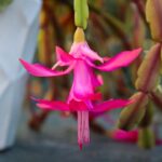 Kwiat grudniak, czyli kaktusa Bożego Narodzenia w zbliżeniu