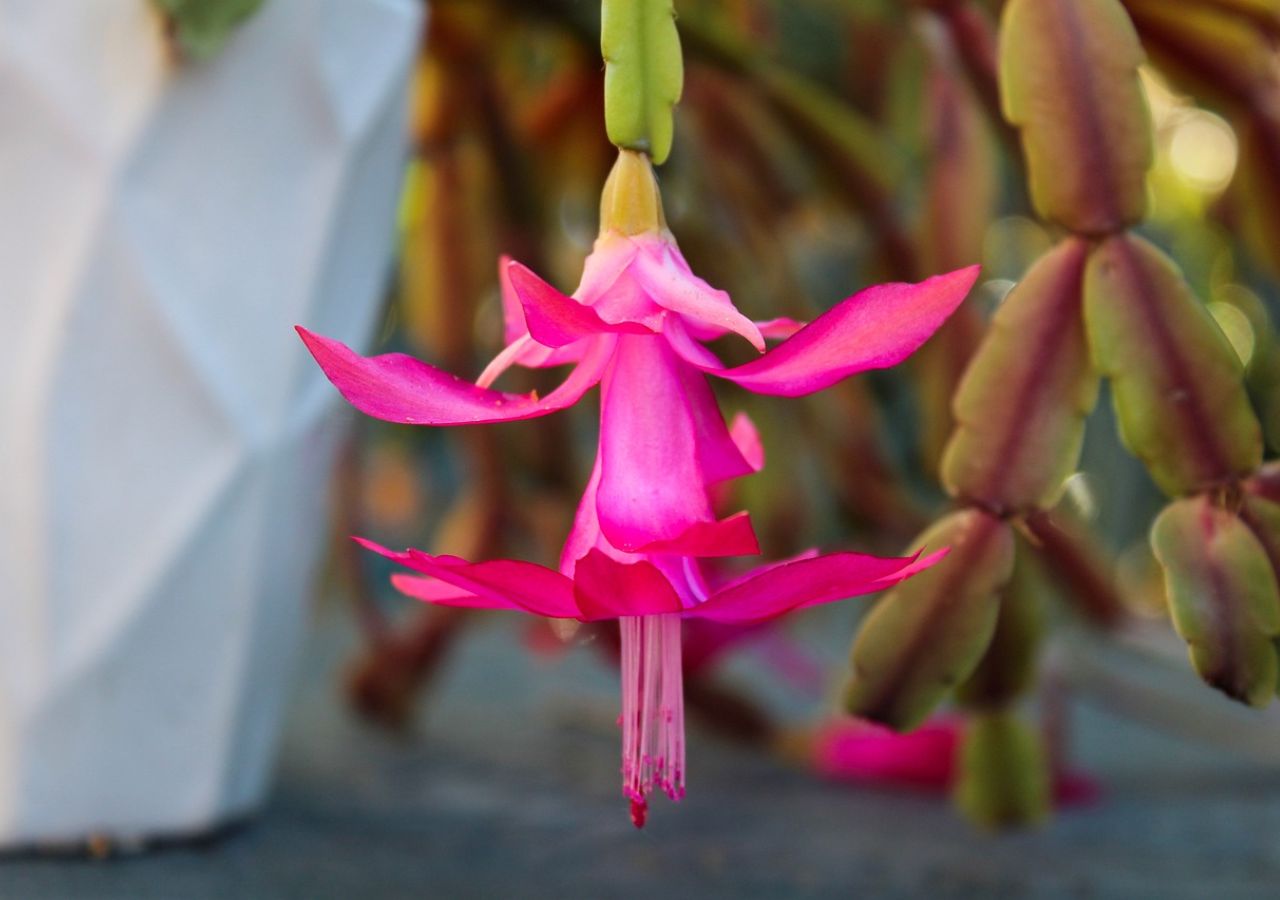 Kwiat grudniak, czyli kaktusa Bożego Narodzenia w zbliżeniu