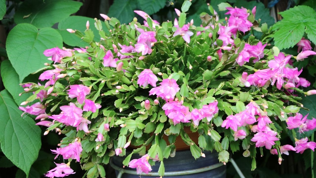 Grudnik, czyli kaktus Bożego Narodzenia, kwitnący na różowo