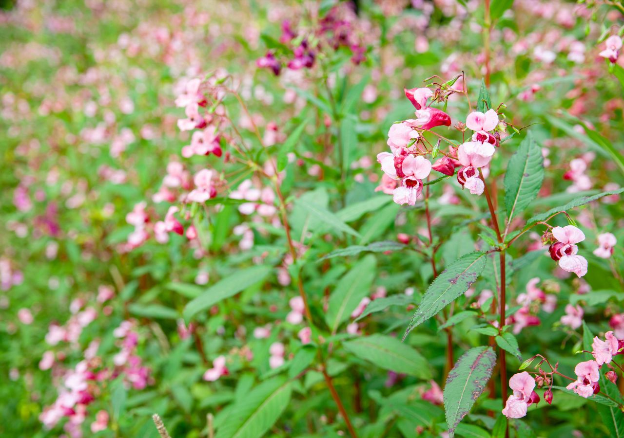 Gęste skupisko niecierpków gruczołowatych