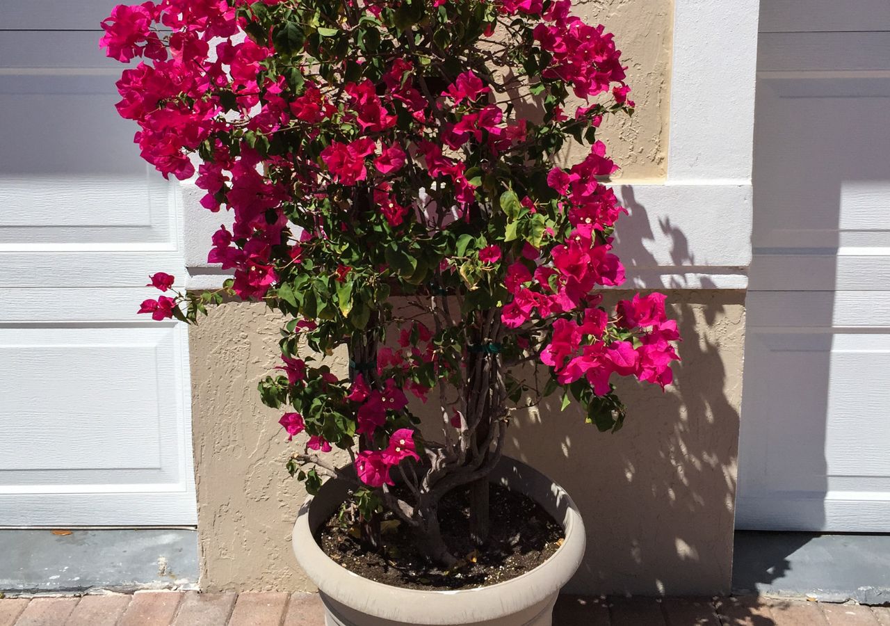 Kwitnąca bugenwilla w donicy. Roślina wymaga przygotowania do zimy