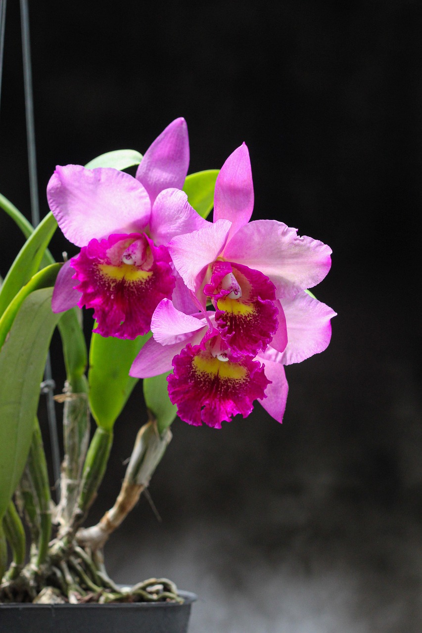 Katleja kwitnąca na różowo w doniczce