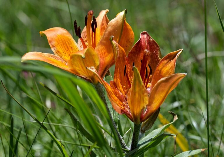 Lilia bulwkowata rosnąca na górskiej łące