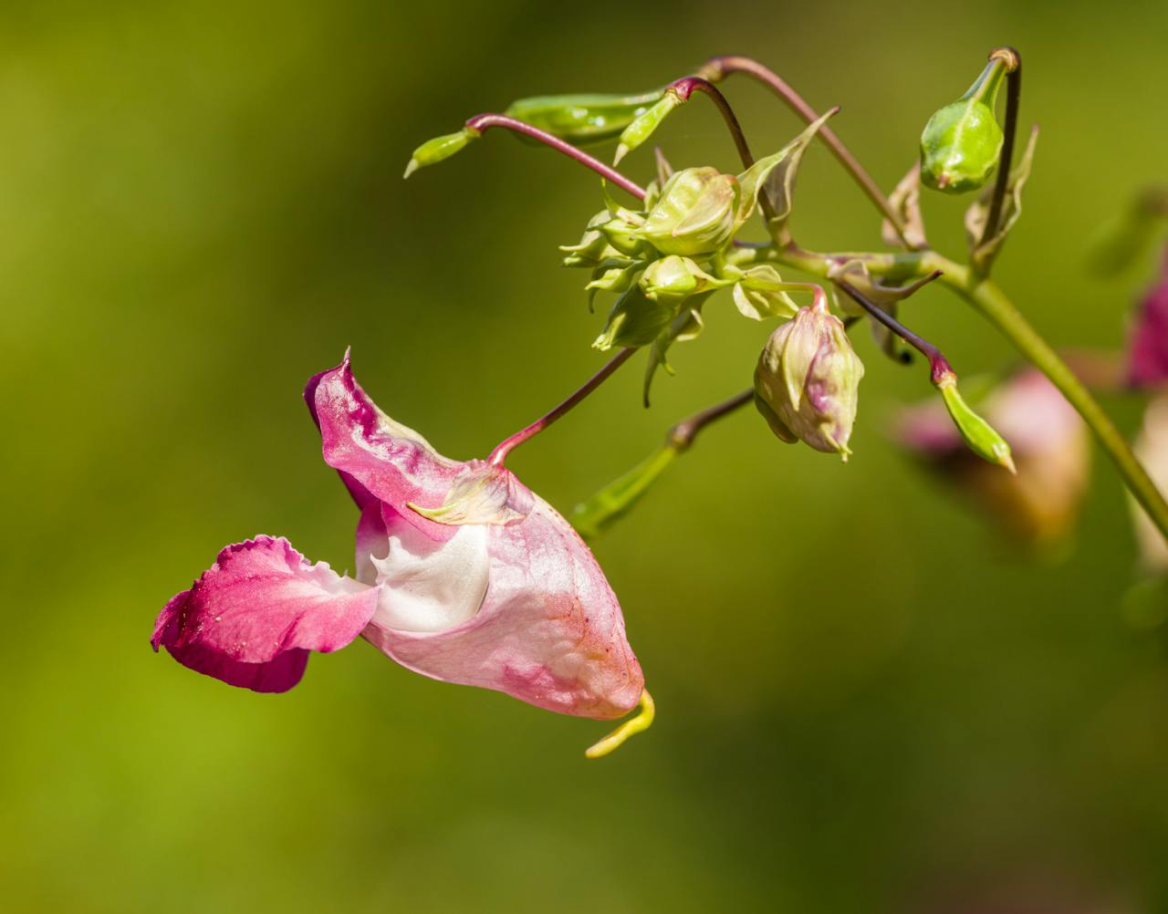 Kwiat niecierpka gruczołowatego w zbliżeniu