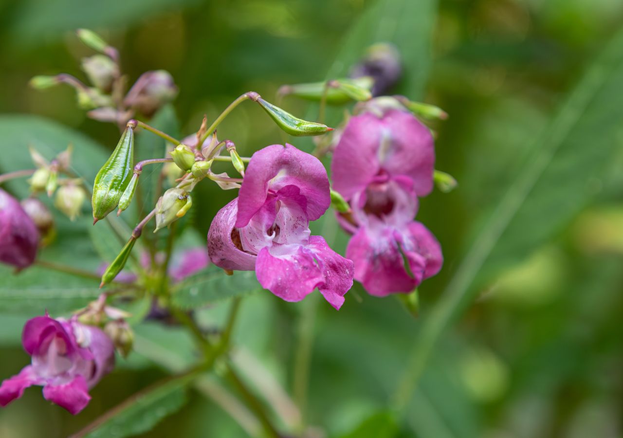 Kwitnący niecierpek gruczołowaty - inwazyjna roślina, która zagraża bioróżnorodności