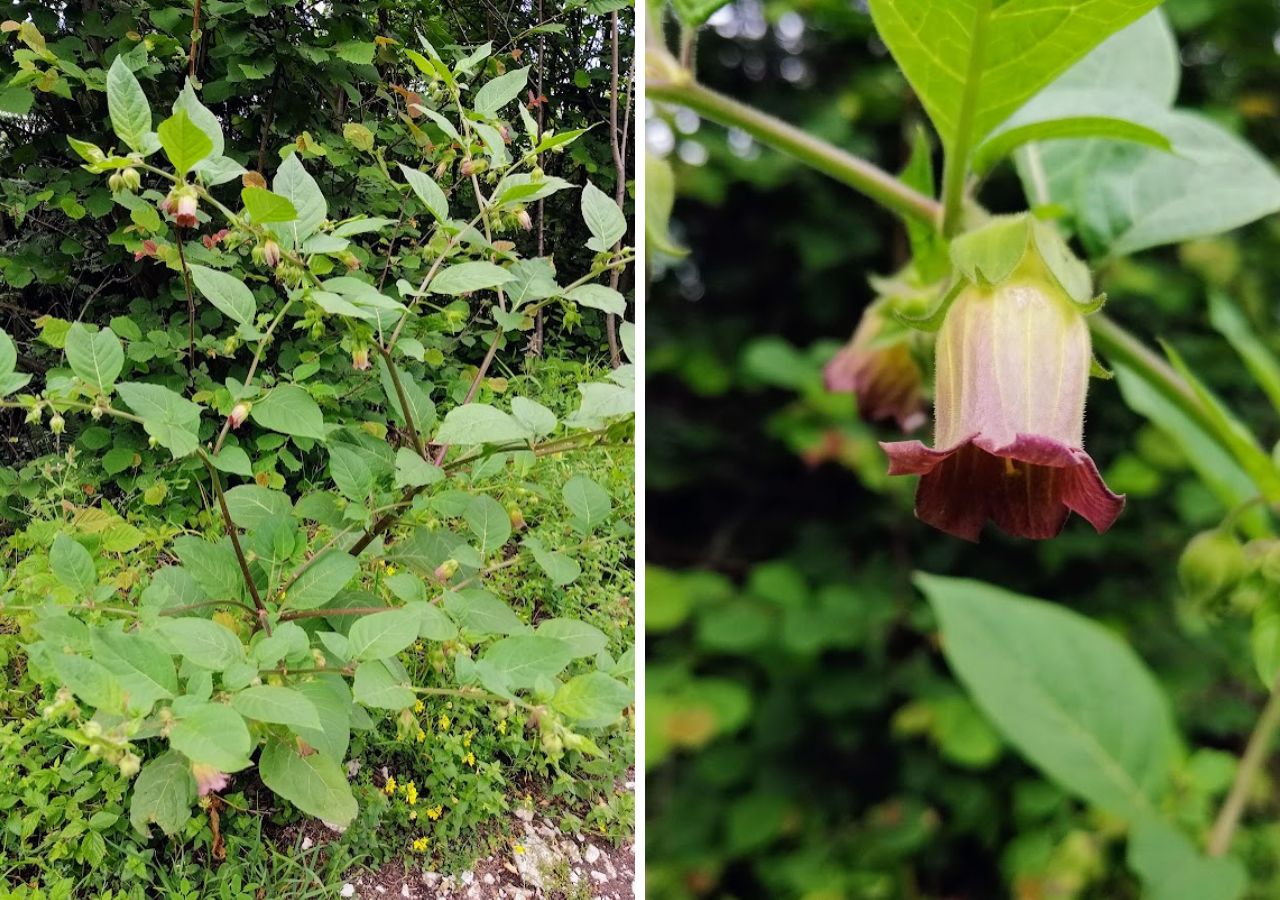 Pokrzyk wilcza jagoda - cała roślina i zbliżenie na kwiat