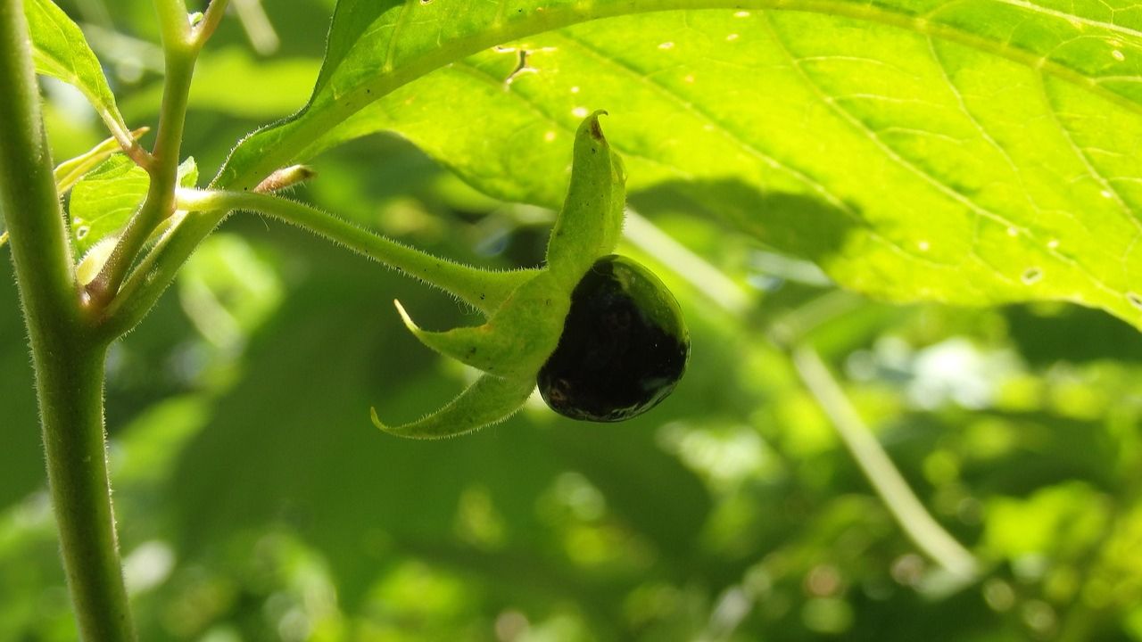 Owoc pokrzyku wilczej jagody