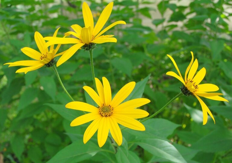 Kwitnący słonecznik bulwiasty, czyli topinambur. Czy tę inwazyjną roślinę warto sadzić w ogrodzie?