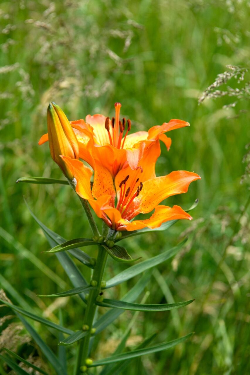 Lilia bulwkowata (Lilium bulbiferum) to bylina należąca do rodziny liliowatych