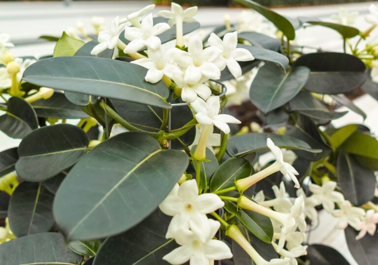 Kwitnący stefanitis, czyli jaśmin madagaskarski w doniczce