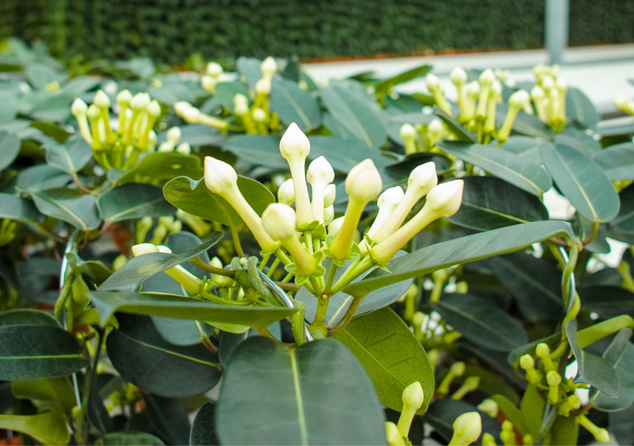 Pąki kwiatów stefanotisa tuż przed kwitnieniem