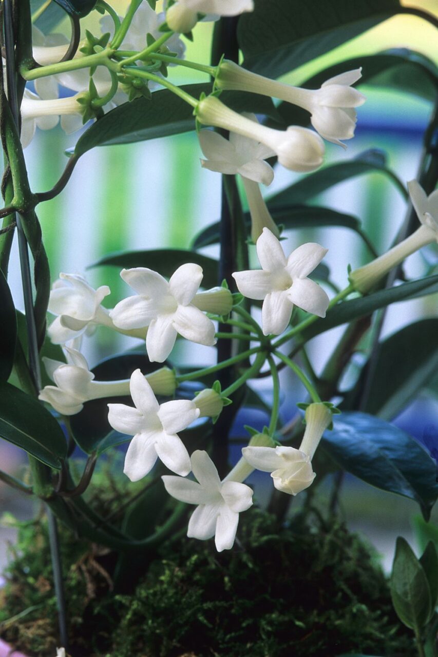 Kwitnący stefanotis opleciony na podporze