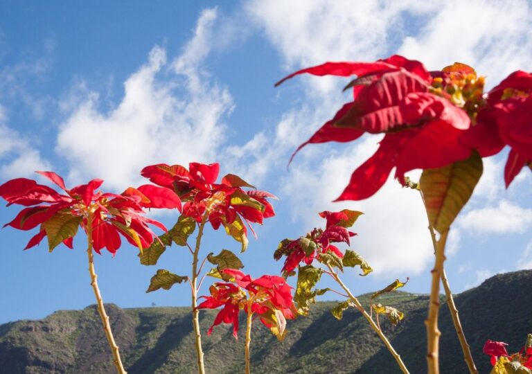 Poinsecja, czyli wilczomlecz nadobny rosnący w naturalnych warunkach w górach Meksyku