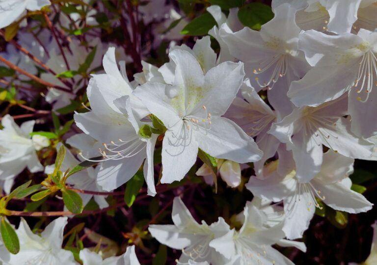 Kwitnąca na biało azalia doniczkowa