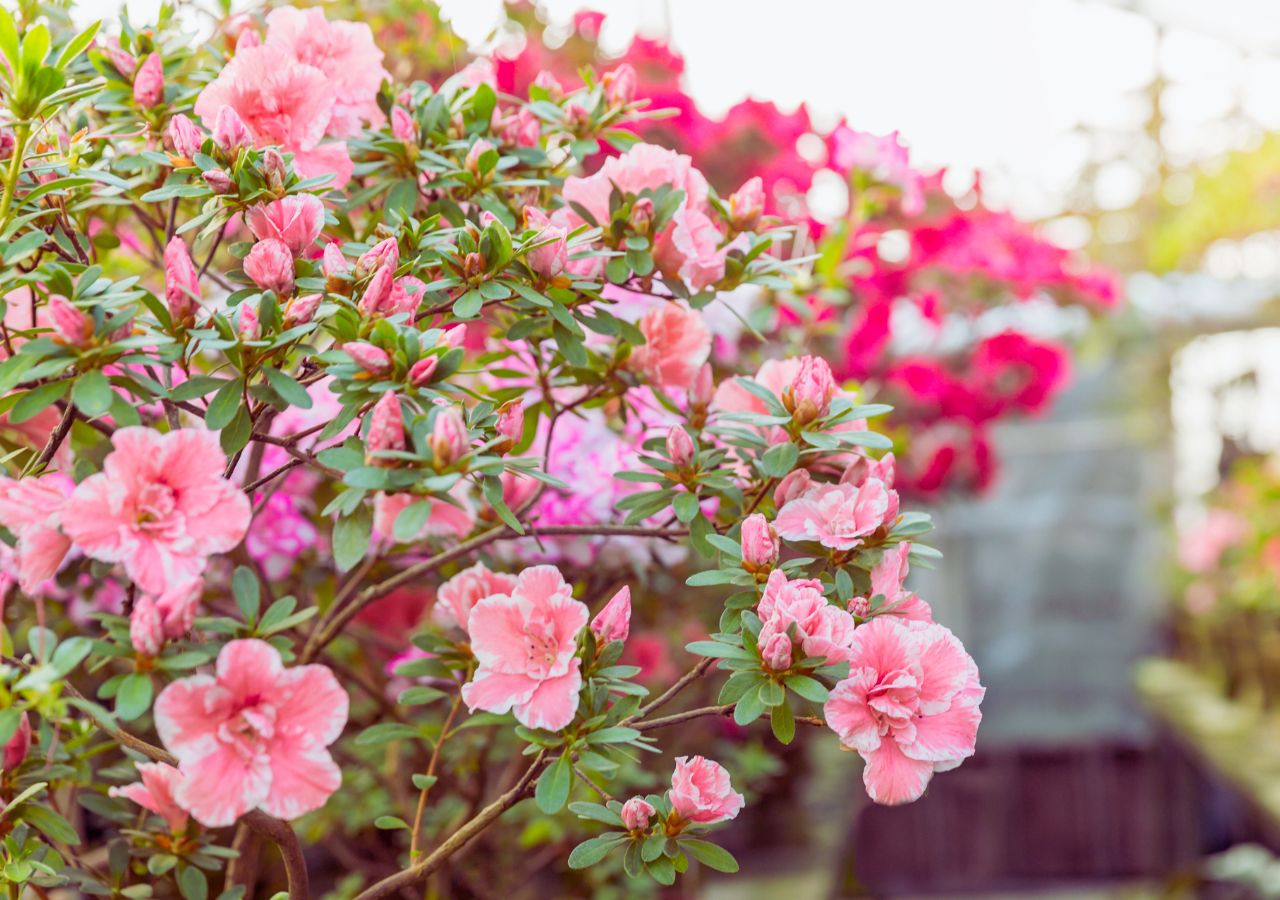 Kwitnące krzaczki azalii doniczkowych