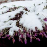 Lawenda przykryta śniegiem
