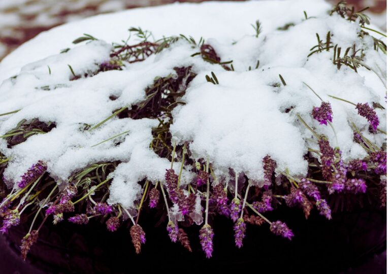 Lawenda przykryta śniegiem