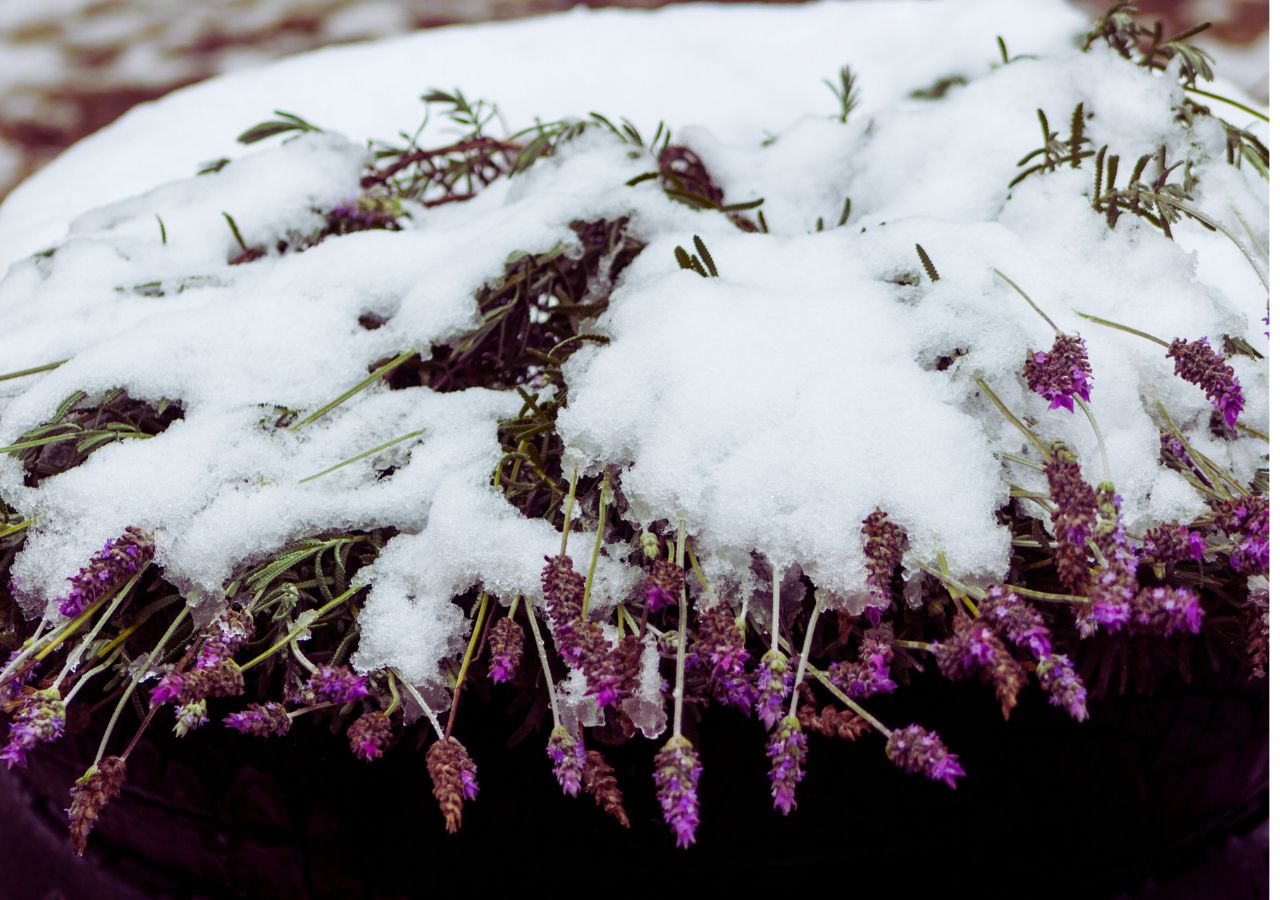 Lawenda przykryta śniegiem