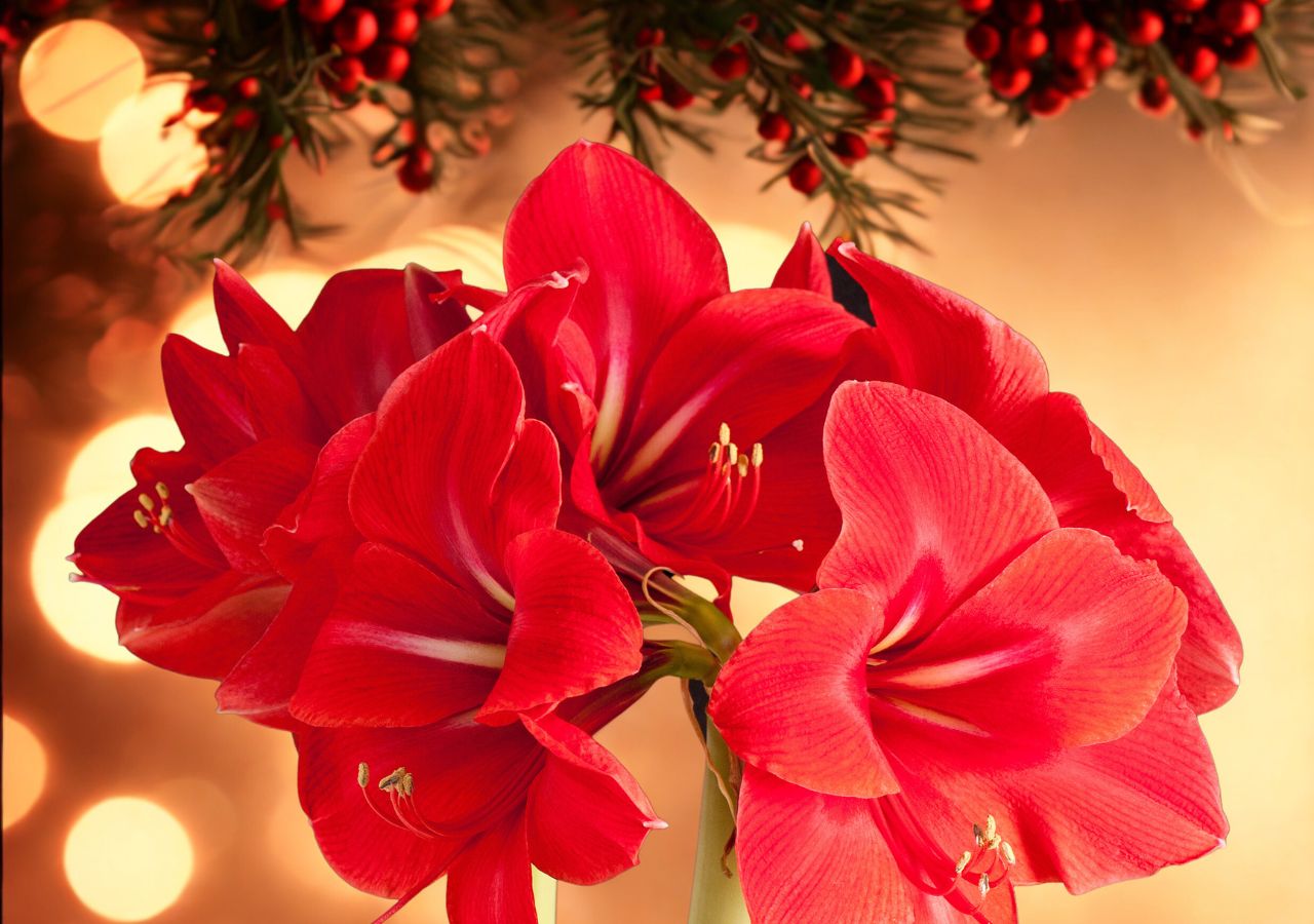 Amarylis może z powodzeniem zastąpi gwiazdę betelejemską w świątecznych dekoracjach