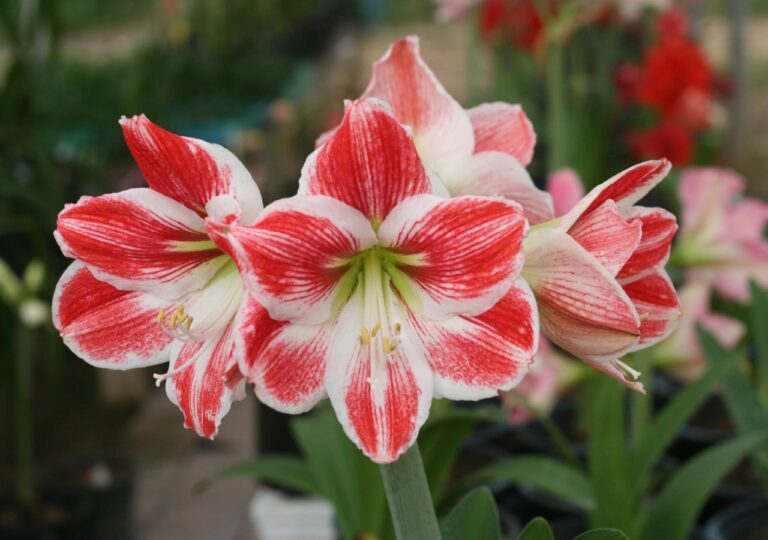 Kwitnący amarylis o kwiatach w kolorze czerwieni i bieli