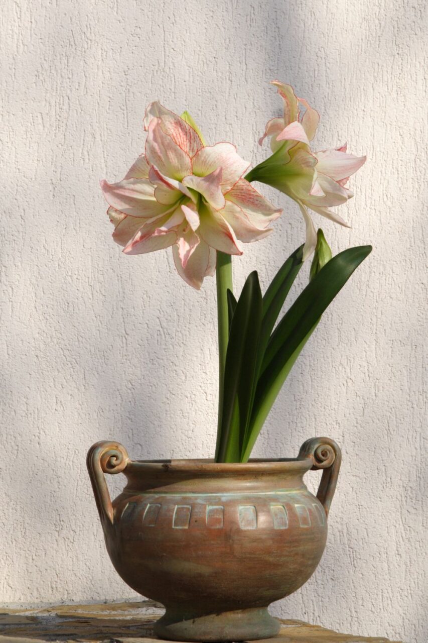 Kremowy amarylis kwitnący w doniczce z antycznym motywem