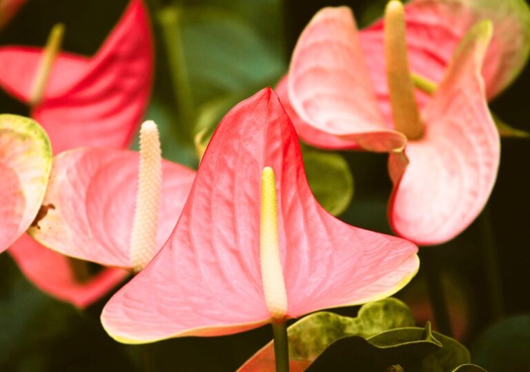 Anturium o kwiatach w kolorze czerwono-łososiowym. Co symbolizuje to roślina w domu?