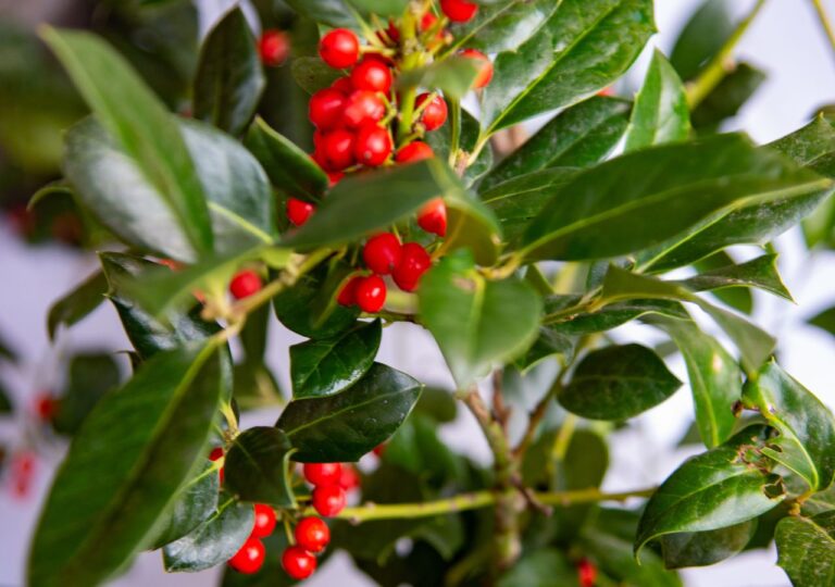 Czerwone owoce i błyszczące liście ardizji drzewiastej