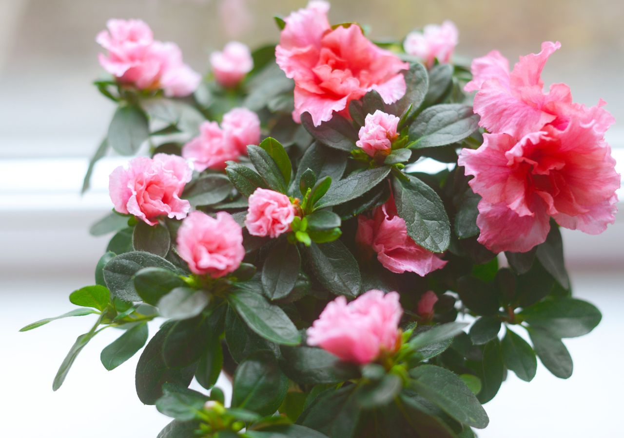 Kwitnąca na różowo azalia w doniczce