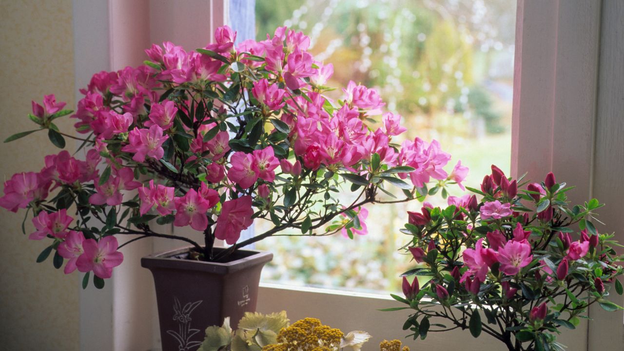 Różowe azalie w doniczkach