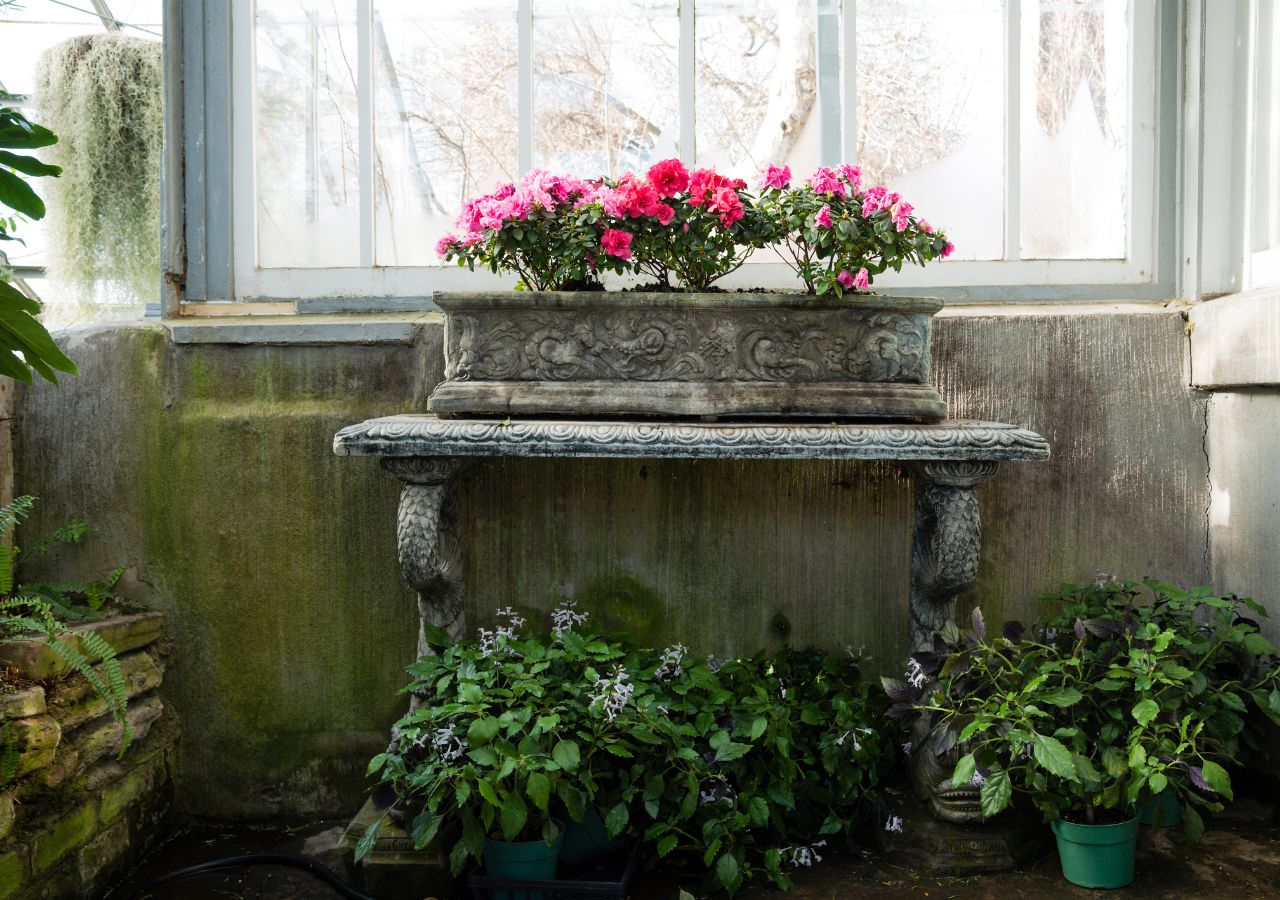 Kwitnące azalie w ogrodzie zimowym. Tu mają zapewnione idealne warunki do wytworzenia kwiatów