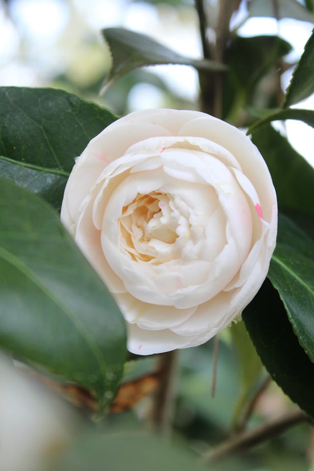 Biała kamelia japońska