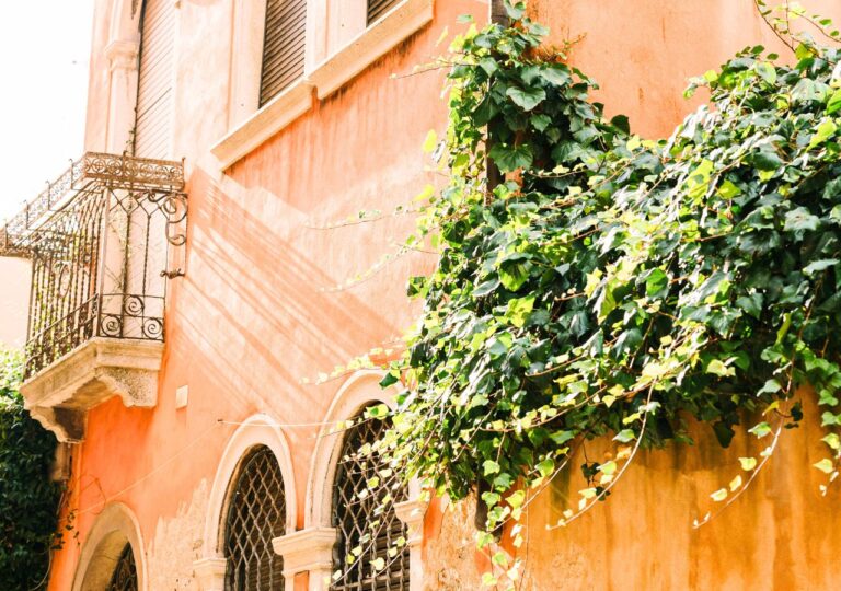 Bluszcz to zimozielone pnącze balkonowe, które doskonale radzi sobie zarówno w upalnym, jak i chłodnym klimacie