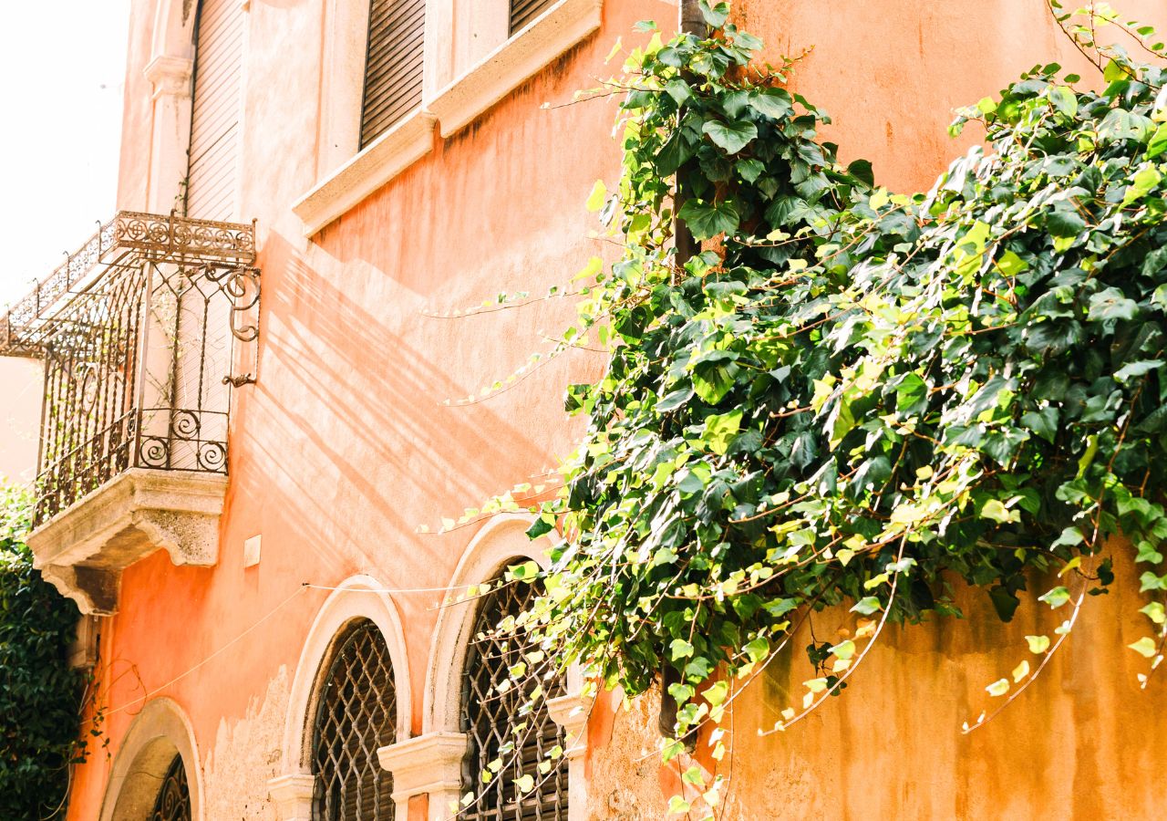 Bluszcz to zimozielone pnącze balkonowe, które doskonale radzi sobie zarówno w upalnym, jak i chłodnym klimacie