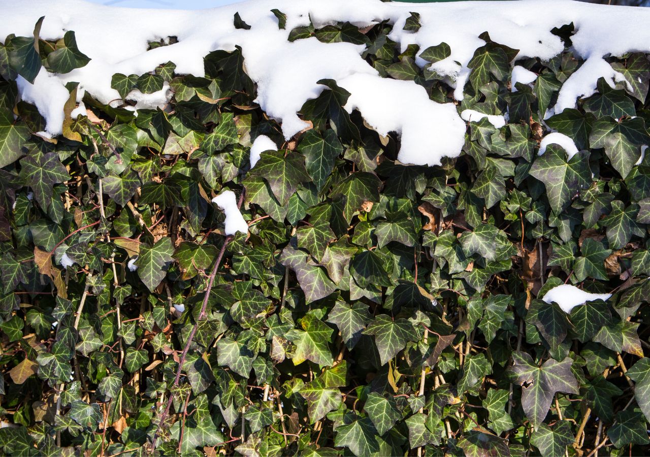 Bluszcz pod śniegeim