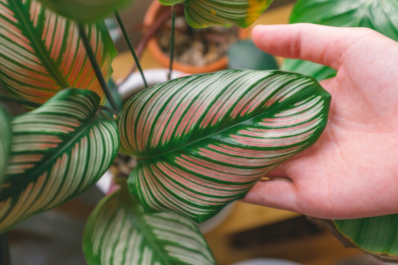 Zdrowe liście calathea ornata
