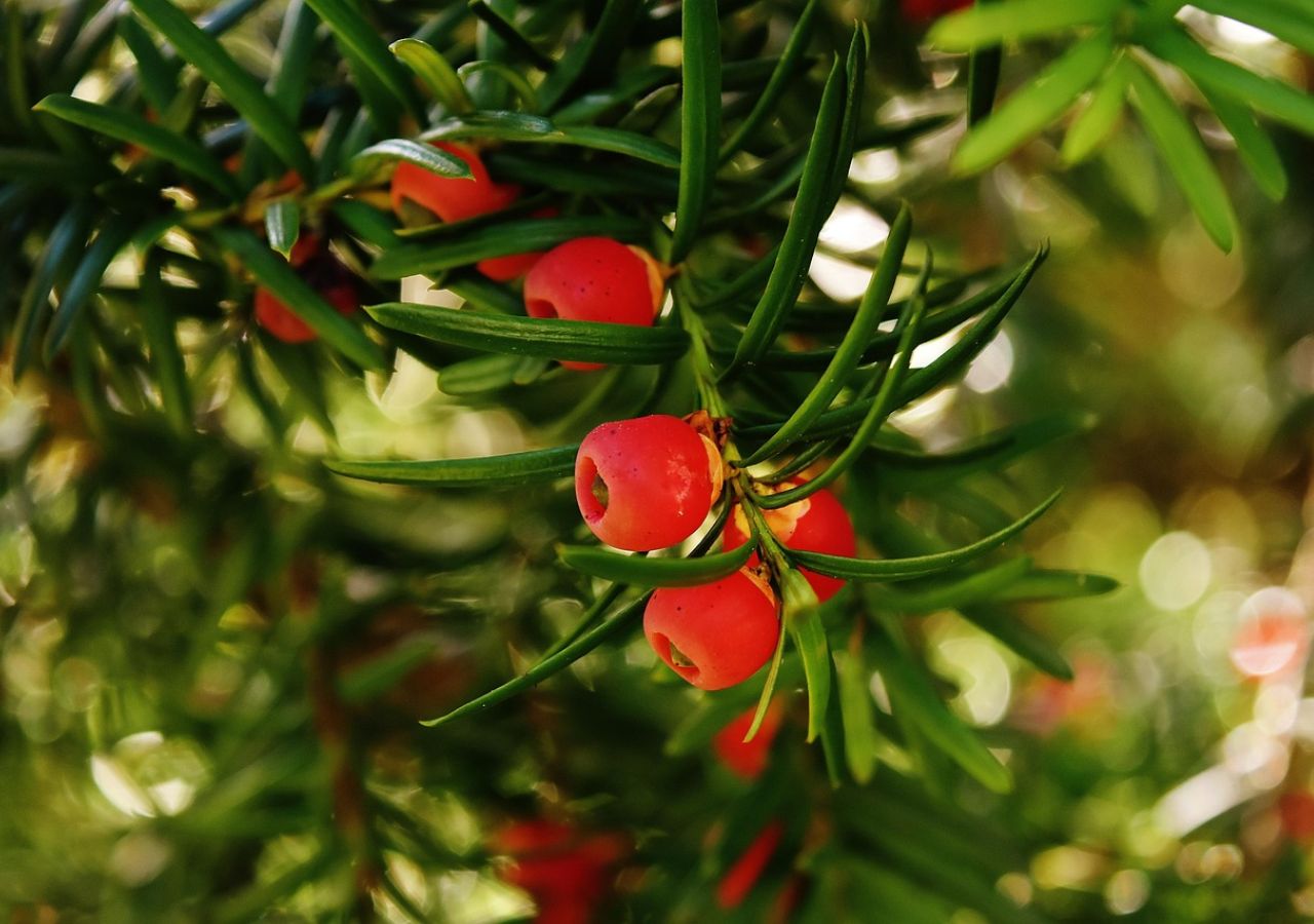 Gałązka cisa z czerwonymi jagodami. Cała roślina jest śmiertelnie trująca