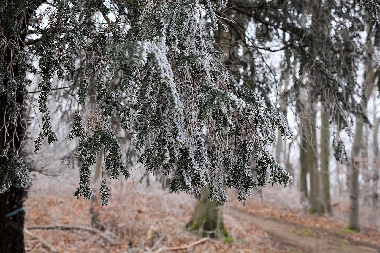 Oszronione cisy w naturalnym stanie