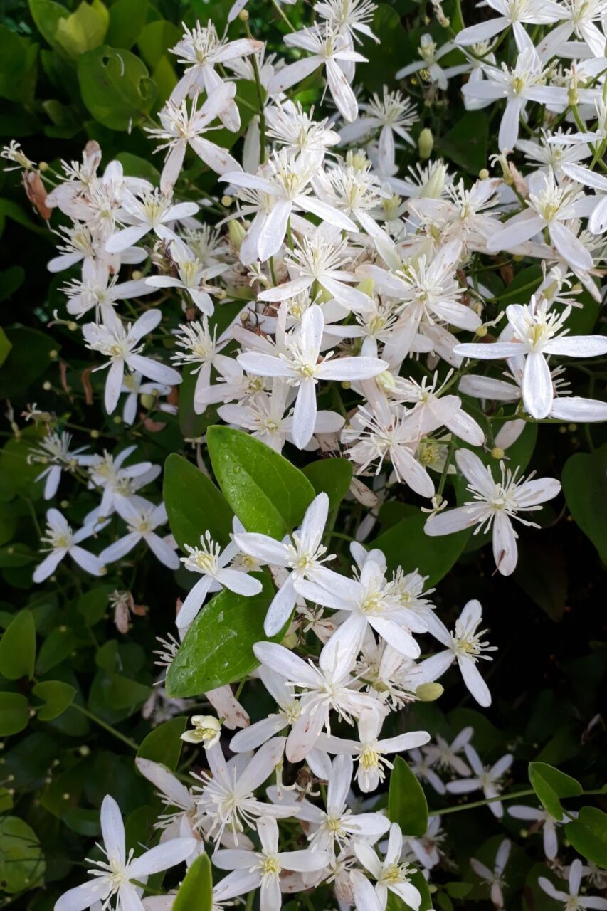 Kwinący clematis armandii