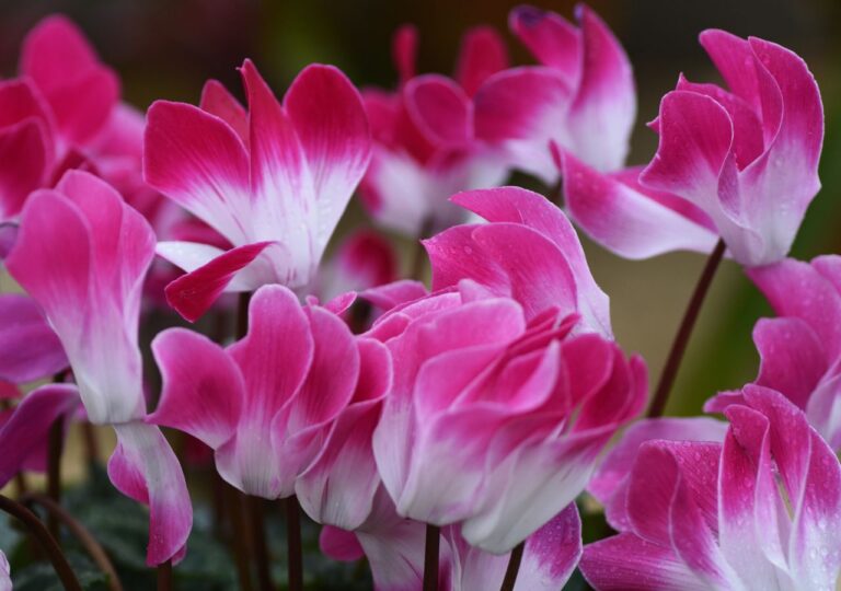 Biało-różowe cyklameny. te rośliny często mylnie nazywane są fiołkami alpejskimi