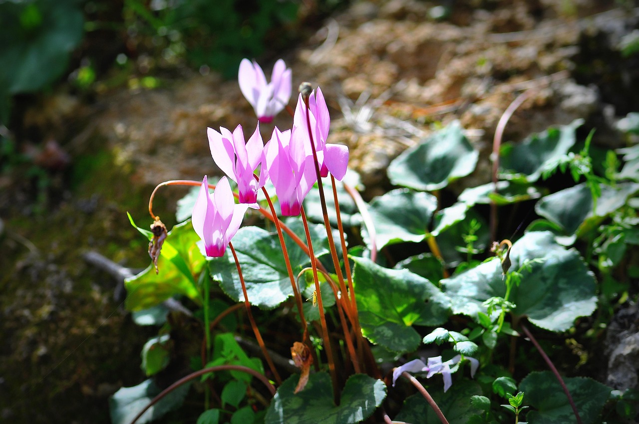 Cyklamen perski (Cyclamen persicum) pochodzi z rejonu wschodniego basenu Morza Śródziemnego