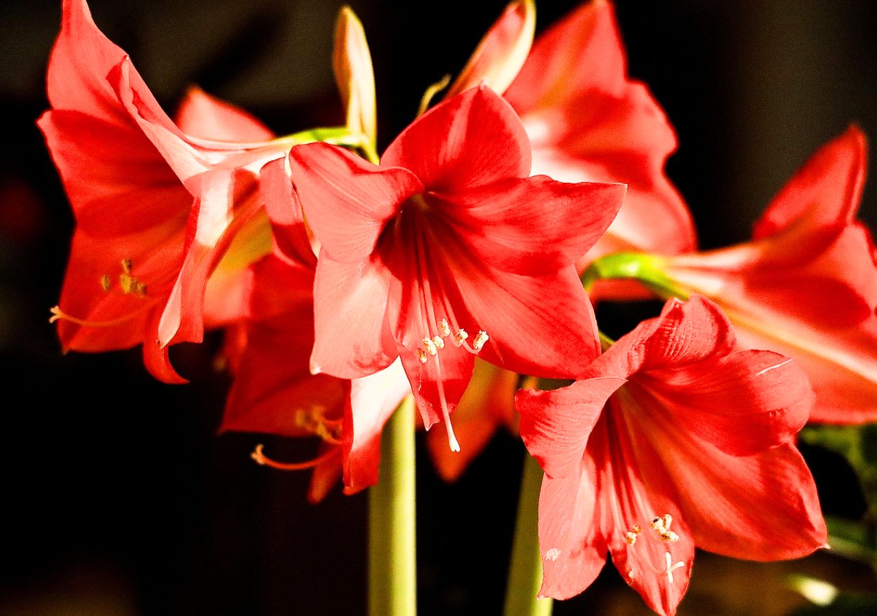Czerwone kwiaty amarylisa, idealne na Boże Narodzenie