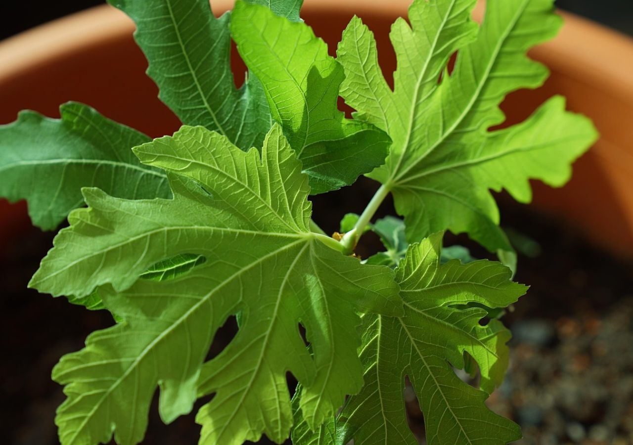 Sadzonka figi w doniczce