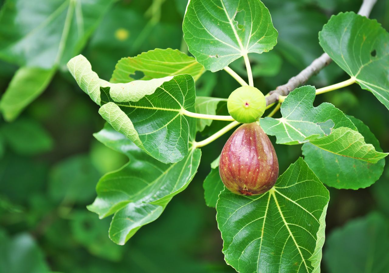 Owoce figi na gałązce wśród liści