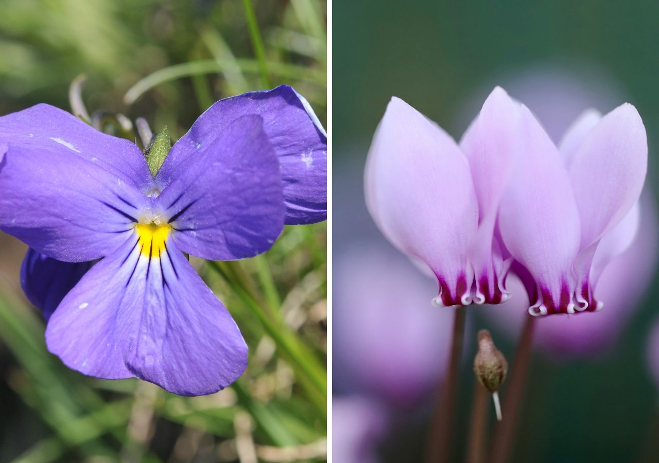 Kwiat fiołka alpejskiego oraz cyklamena perskiego