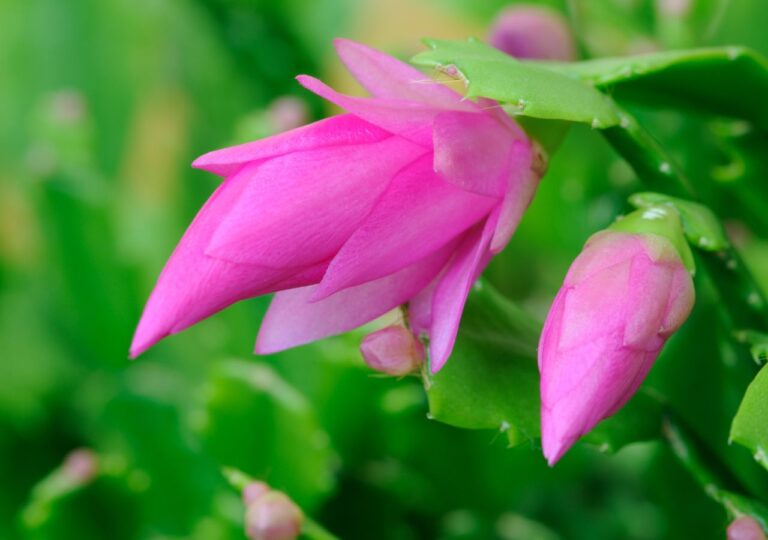 Pąki grudnik, czyli szlumbergery, w kolorze różowym