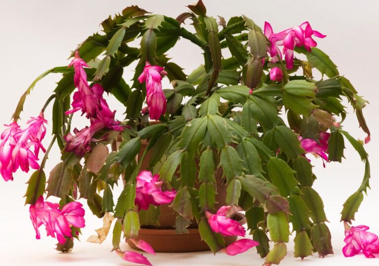 Grudnik w doniczce, który więdnie i ma miękkie liście w wyniku niewsłaściwej pielęgnacji