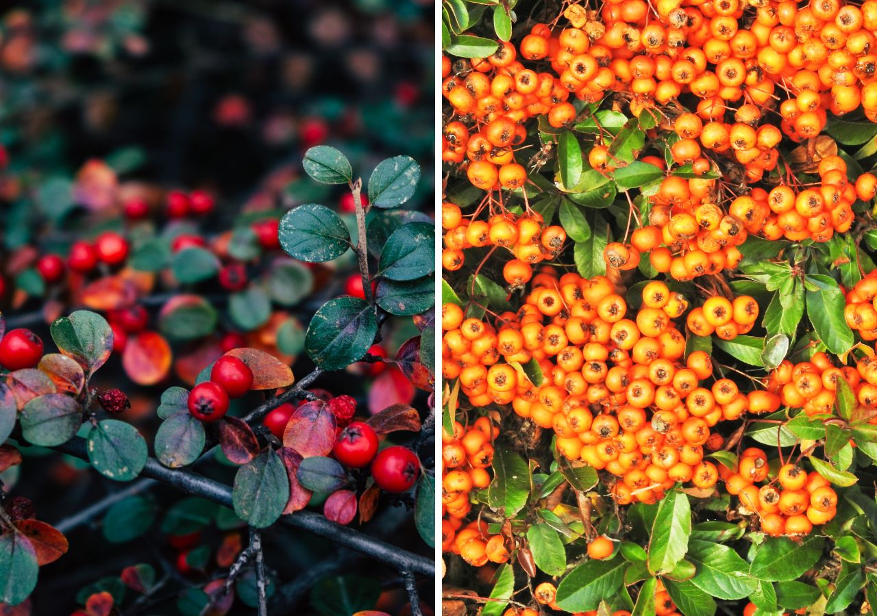 Irga i ognik szkarłatny. Którą roślinę wybrać do ogrodu?